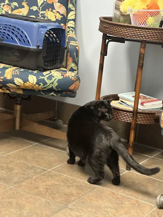 Town & Country Animal Hospital Picture 5