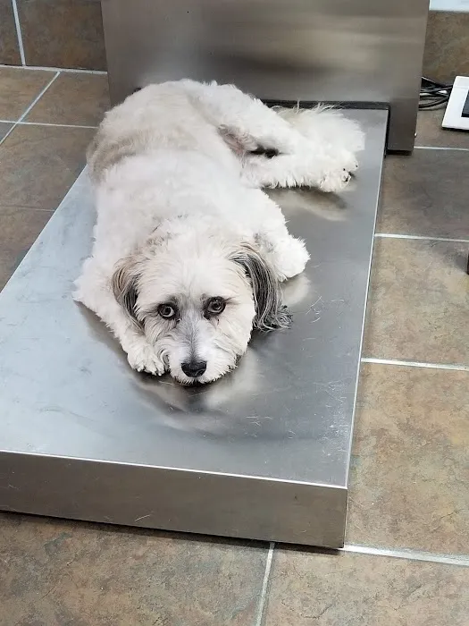 Town & Country Animal Hospital Picture 10