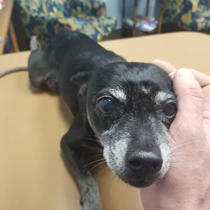 Town & Country Animal Hospital Picture 9