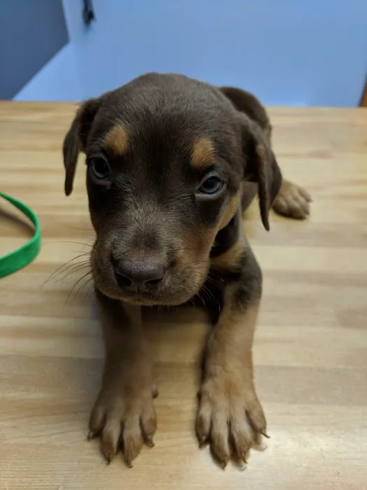 North Knox Veterinary Clinic Picture 7