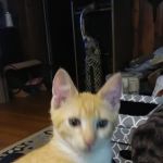 Animal Medical Clinic