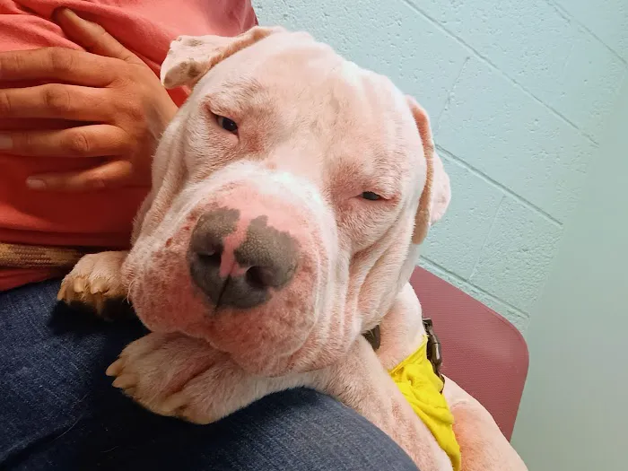 Magnolia Animal Clinic Picture 1