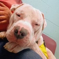 Magnolia Animal Clinic ico