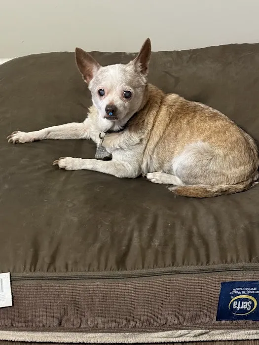 Magnolia Animal Clinic Picture 4