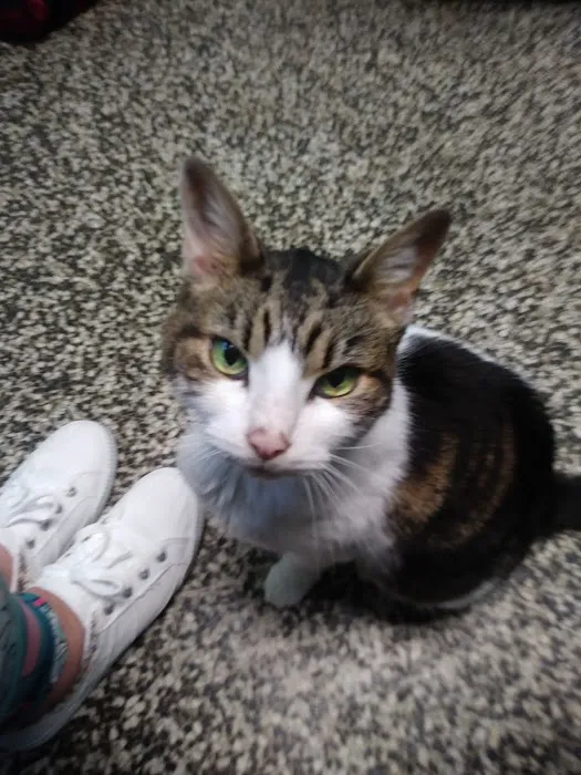 Magnolia Animal Clinic Picture 2
