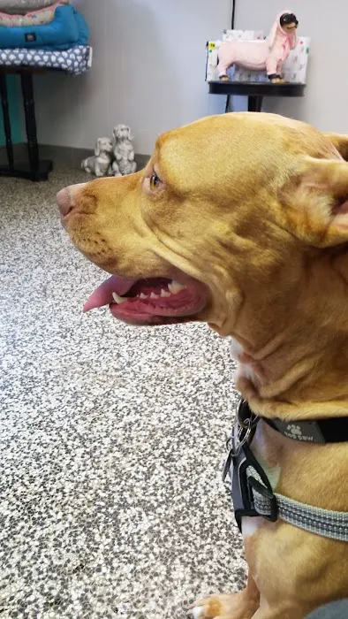 Magnolia Animal Clinic Picture 8