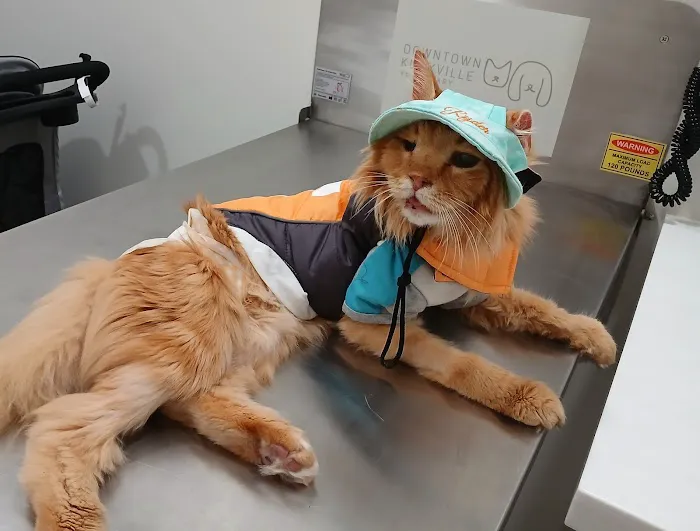 Downtown Knoxville Veterinary Picture 1
