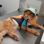 Downtown Knoxville Veterinary