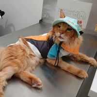 Downtown Knoxville Veterinary ico