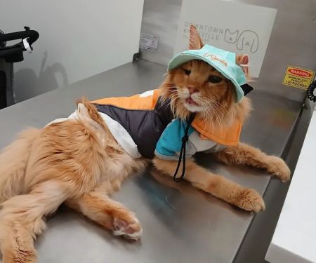 Downtown Knoxville Veterinary