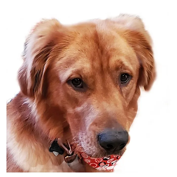 Norwood Veterinary Hospital Picture 4