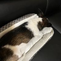 Powell Valley Animal Hospital ico