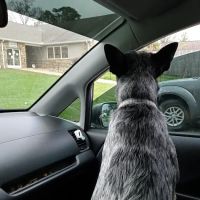 Tri County Veterinary Clinic ico
