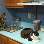 Scruffy City Animal Hospital