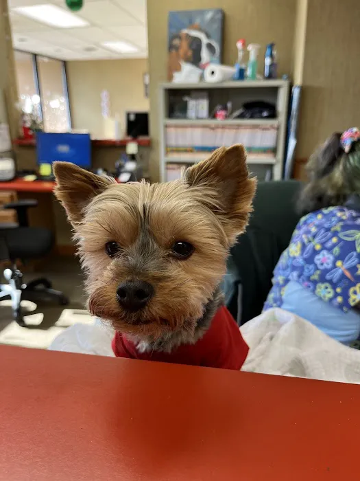 Scruffy City Animal Hospital Picture 5