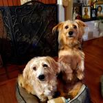 Butler Animal Clinic