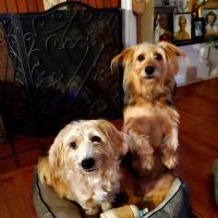 Butler Animal Clinic ico