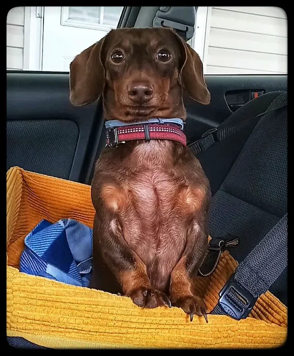 Butler Animal Clinic Picture 4