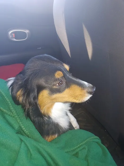 Butler Animal Clinic Picture 6