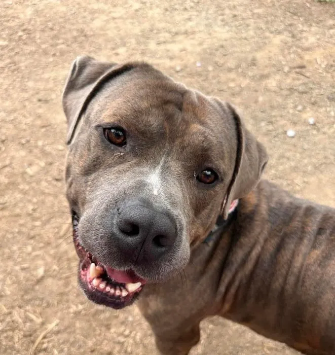 Butler Animal Clinic Picture 8