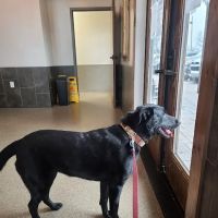 Karns Animal Clinic ico