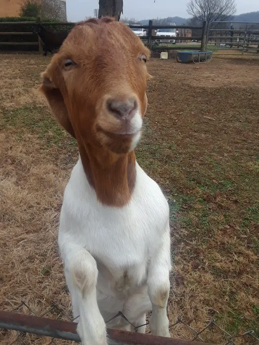 Karns Animal Clinic Picture 5