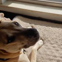 West Hills Animal Hospital ico