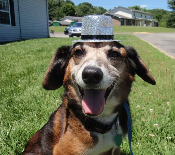 Tri-County Small Animal Hospital Picture 1