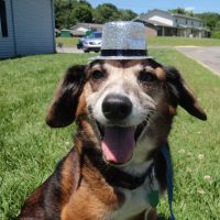 Tri-County Small Animal Hospital ico