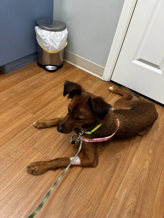 Tri-County Small Animal Hospital Picture 5