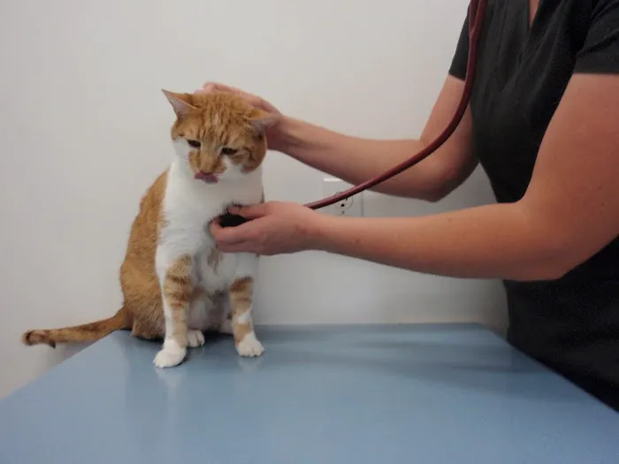 Tri-County Small Animal Hospital Picture 9