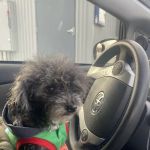 Butler Veterinary Services, PLLC