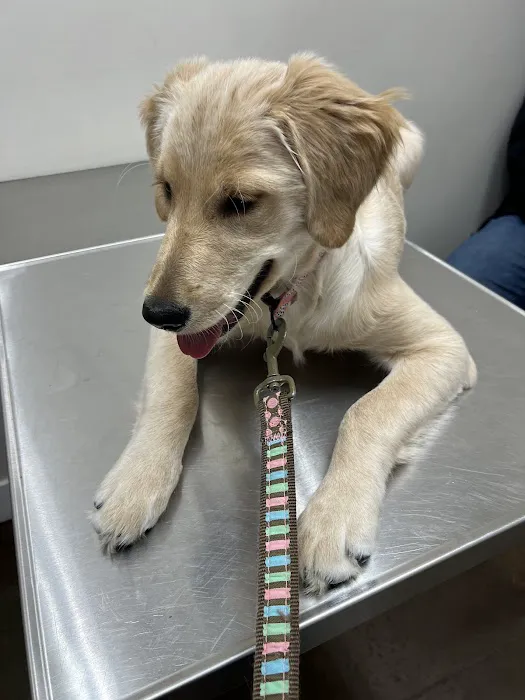 Butler Veterinary Services, PLLC Picture 5