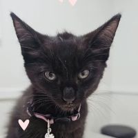 VIPets Hardin Station Animal Clinic ico