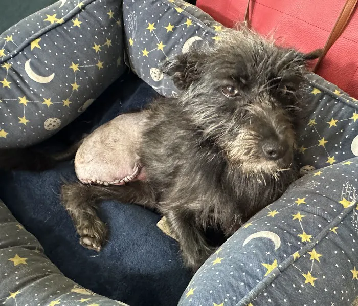 Hardin Valley Animal Hospital Picture 1