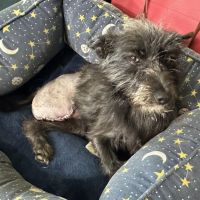 Hardin Valley Animal Hospital ico