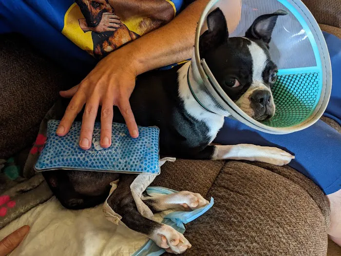 Blackford Vet Surgery Referral Picture 2