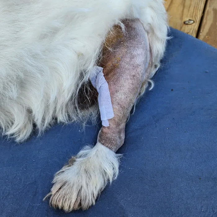 Blackford Vet Surgery Referral Picture 7
