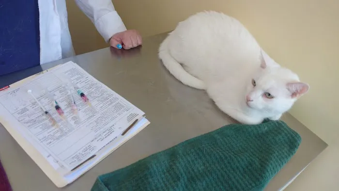 Middlebrook Animal Clinic Picture 1