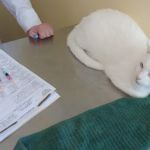 Middlebrook Animal Clinic
