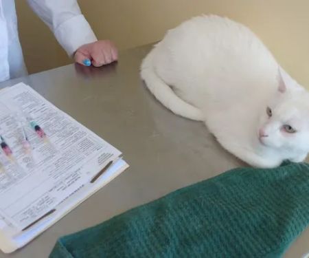 Middlebrook Animal Clinic