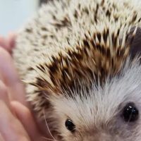 Pellissippi Veterinary Hospital ico