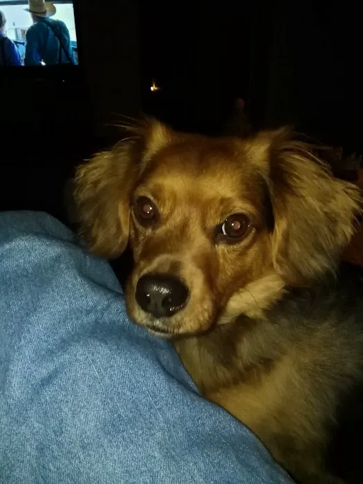Pellissippi Veterinary Hospital Picture 4