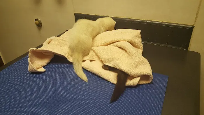 Pellissippi Veterinary Hospital Picture 8