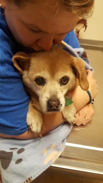 Lovell Animal Hospital Picture 9