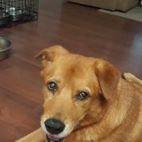 West Bearden Veterinary Hospital ico
