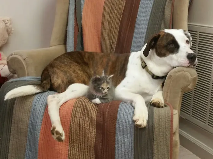 West Bearden Veterinary Hospital Picture 7