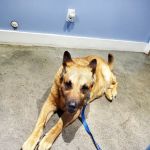 Morgan County Animal Hospital