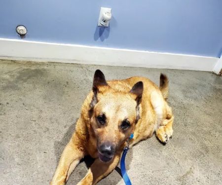 Morgan County Animal Hospital