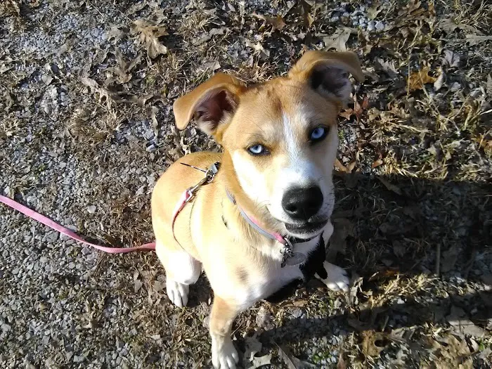 Morgan County Animal Hospital Picture 3